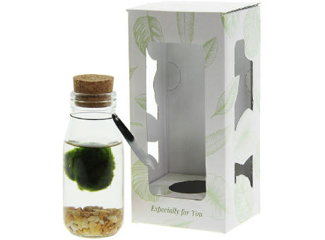 Marimo moss balls - Bottle small