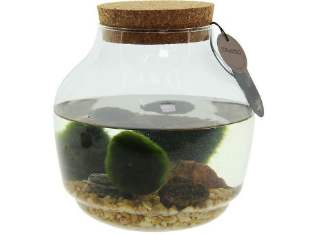 Marimo moss balls - Bowl