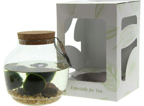 Marimo moss balls - Bowl