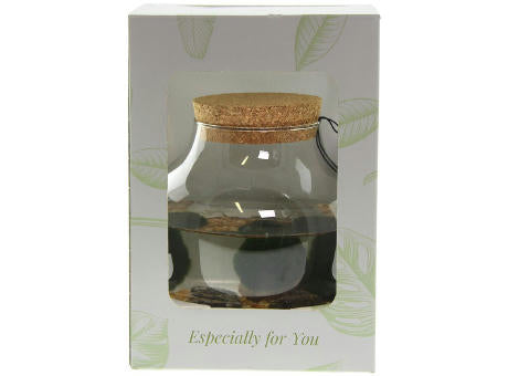 Marimo moss balls - Bowl