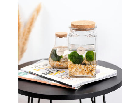 Marimo moss balls - Bowl