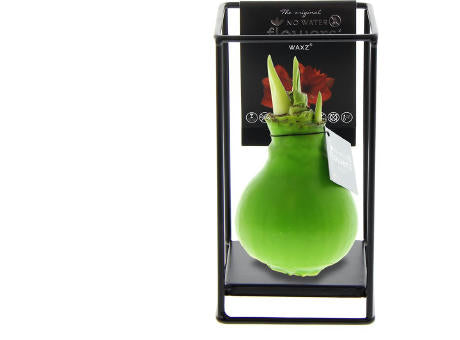 No Water Flowers® - Formz industrial
