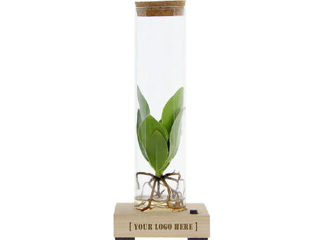 Hydroponic plants - Light bottle in giftbox