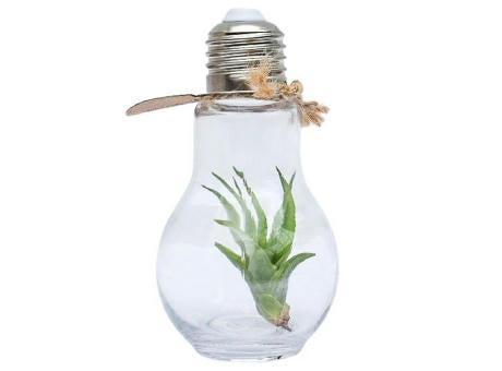 Airplant - Light bulb