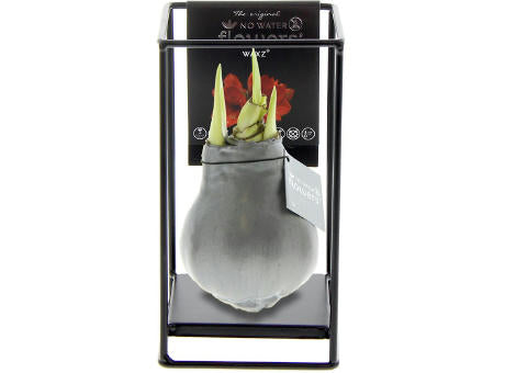 No Water Flowers® - Formz industrial
