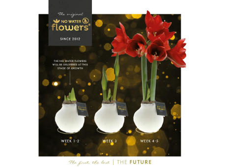 No Water Flowers® - Waxz® on golden dish