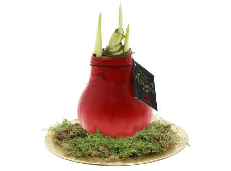No Water Flowers® - Waxz® on golden dish