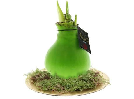 No Water Flowers® - Waxz® on golden dish