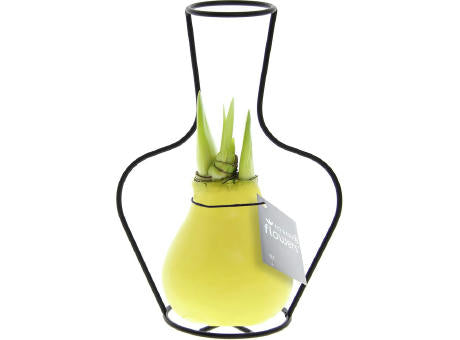 No Water Flowers® - Formz classic