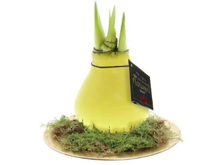 No Water Flowers® - Waxz® on golden dish