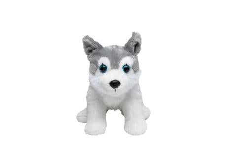 Husky Harri