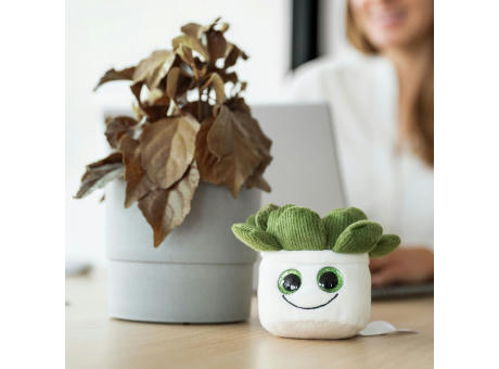 Schmoozies® Evergreenies® Sukkulente