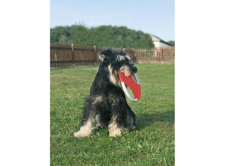 Hunde-Wurfscheibe
