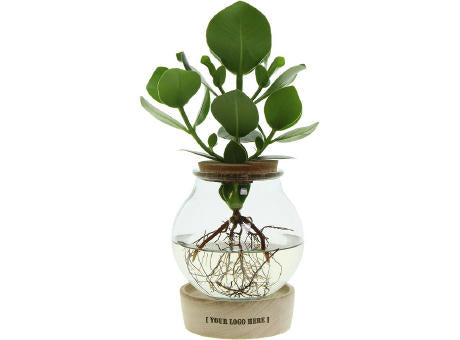 Hydroponic plants - Glass with LED light in giftbox