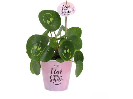 Smylieplant® - Love im Pappbecher (large)