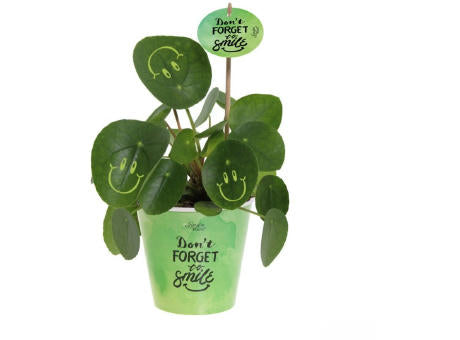 Smylieplant® - Happy im Pappbecher (large)