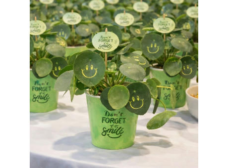 Smylieplant® - Happy im Pappbecher (large)