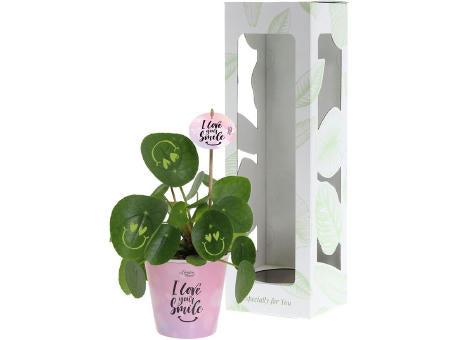 Smylieplant® - Love im Pappbecher (large)