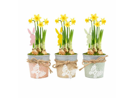 Easter bucket medium - Narzisse