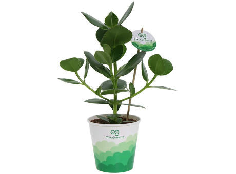 OxyGreenz® - Clusia rosea in papercup