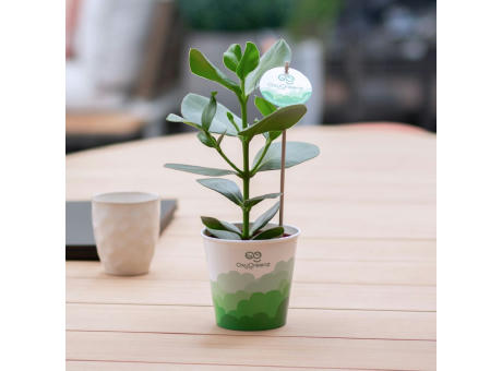 OxyGreenz® - Clusia rosea in papercup