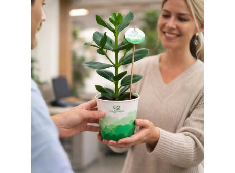 OxyGreenz® - Clusia rosea in papercup