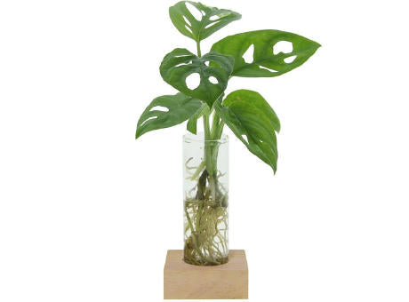 Hydroponic plants - Single tube & wood