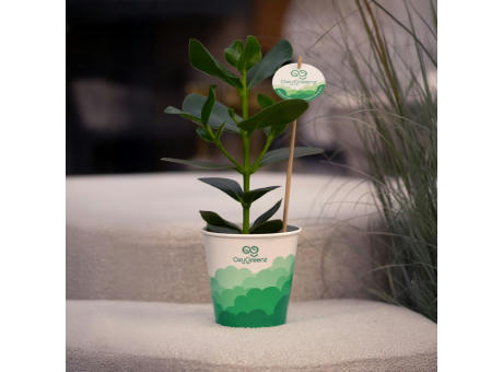 OxyGreenz® - Clusia rosea in papercup