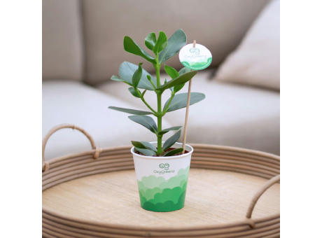 OxyGreenz® - Clusia rosea in papercup