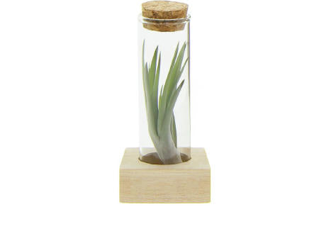 Airplant - Single tube & wood
