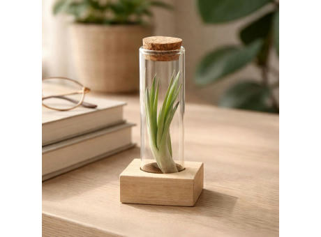 Airplant - Single tube & wood