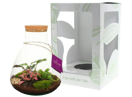 Wardians® Ecosystem - Erlenmeyer large