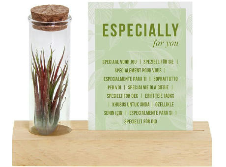 Airplant - Cardholder & tube
