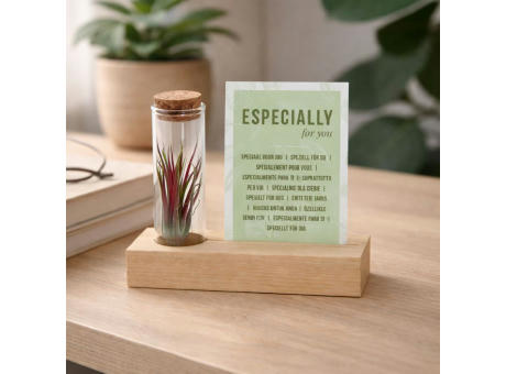Airplant - Cardholder & tube