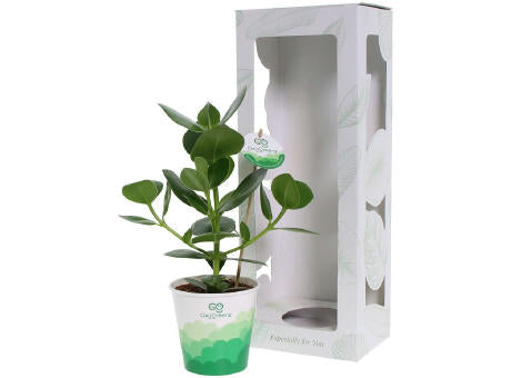 OxyGreenz® - Clusia rosea in papercup