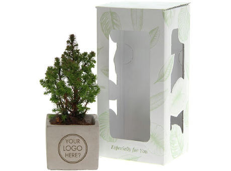 Congreet® plantpots small - Christmas edition
