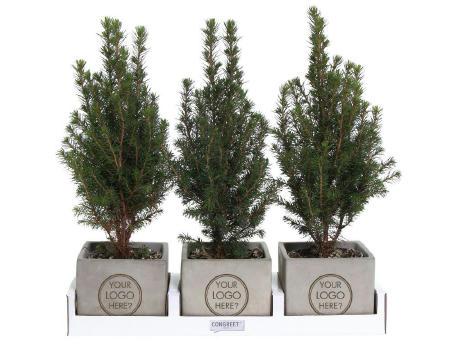 Congreet® plantpots large - Christmas edition