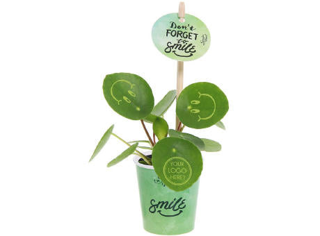 Smylieplant® - Happy im Pappbecher (small)