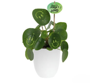 Smylieplant® - Happy im Keramiktopf (large)