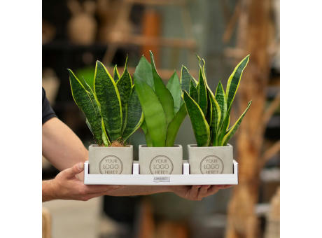 Congreet® plantpots large