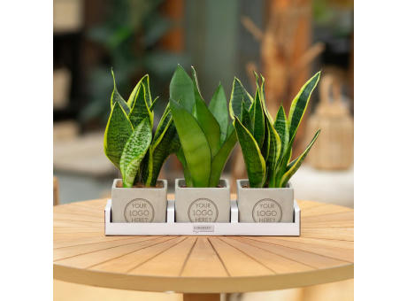 Congreet® plantpots large