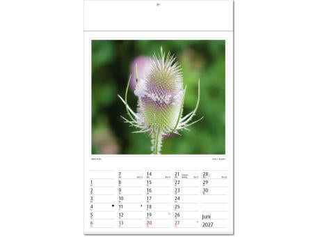 Kalender "Botanica" im Format 24 x 37,5 cm, mit Fälzel