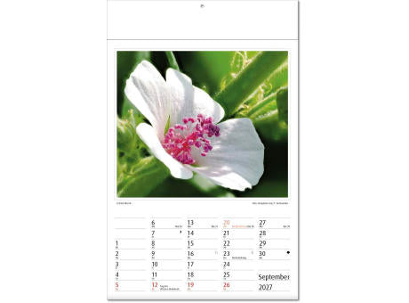 Kalender "Botanica" im Format 24 x 37,5 cm, mit Fälzel