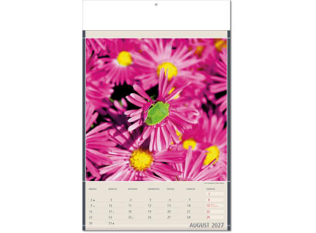 Kalender "Fundstücke der Natur" im Format 24 x 37,5 cm, mit Fälzel