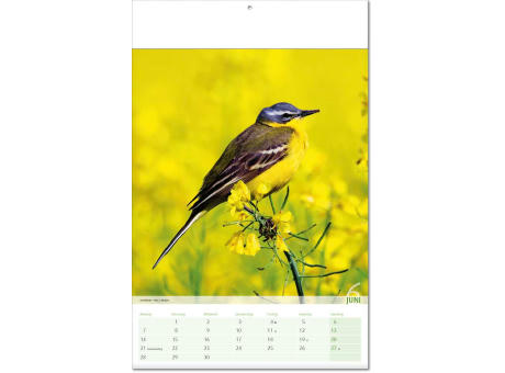 Kalender "Blick ins Tierreich" im Format 24 x 37,5 cm, mit Fälzel