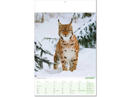 Kalender "Blick ins Tierreich" im Format 24 x 37,5 cm, mit Fälzel