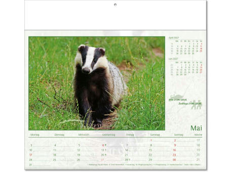 Kalender "Tierwelt" im Format 30 x 28 cm, mit Fälzel