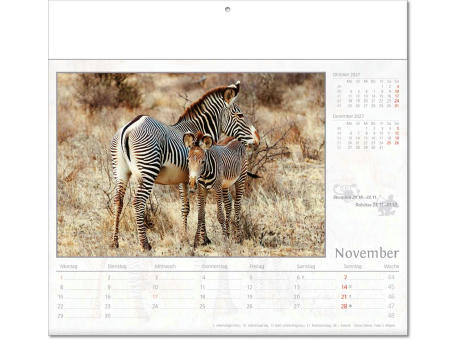 Kalender "Tierwelt" im Format 30 x 28 cm, mit Fälzel