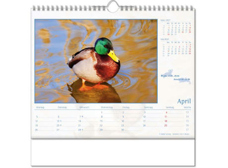 Kalender "Tierwelt" im Format 30 x 29 cm, mit Wire-O-Bindung und verlängerter Rückwand