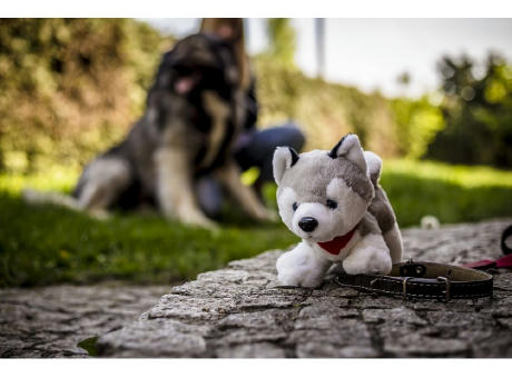 Hund Husky mit rotem Halstuch | Trooper